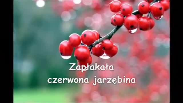 Dystans - Czerwona jarzębina