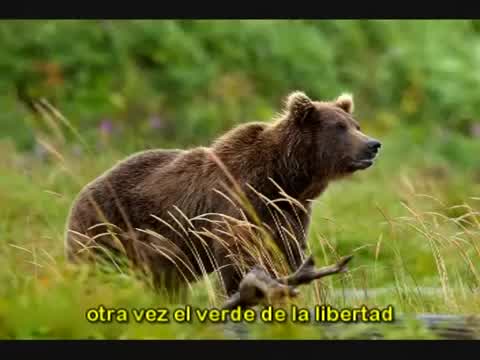 El Oso - Tonight's Now Tomorrow