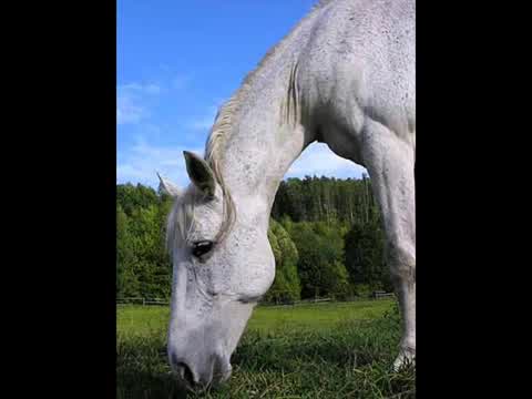 Juliane Werding - Weiße Pferde