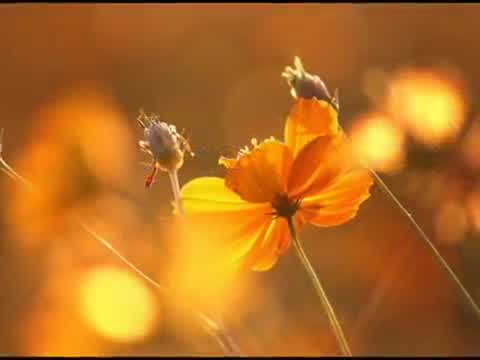 Kenny G - sentimental