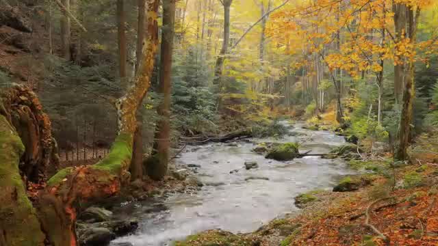 Michel Pépé - Saisons Éternelles