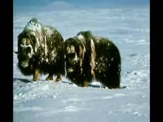 Midnight Oil - Arctic World