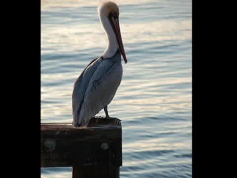 Nils Landgren - (Sittin' on the) Dock of the Bay