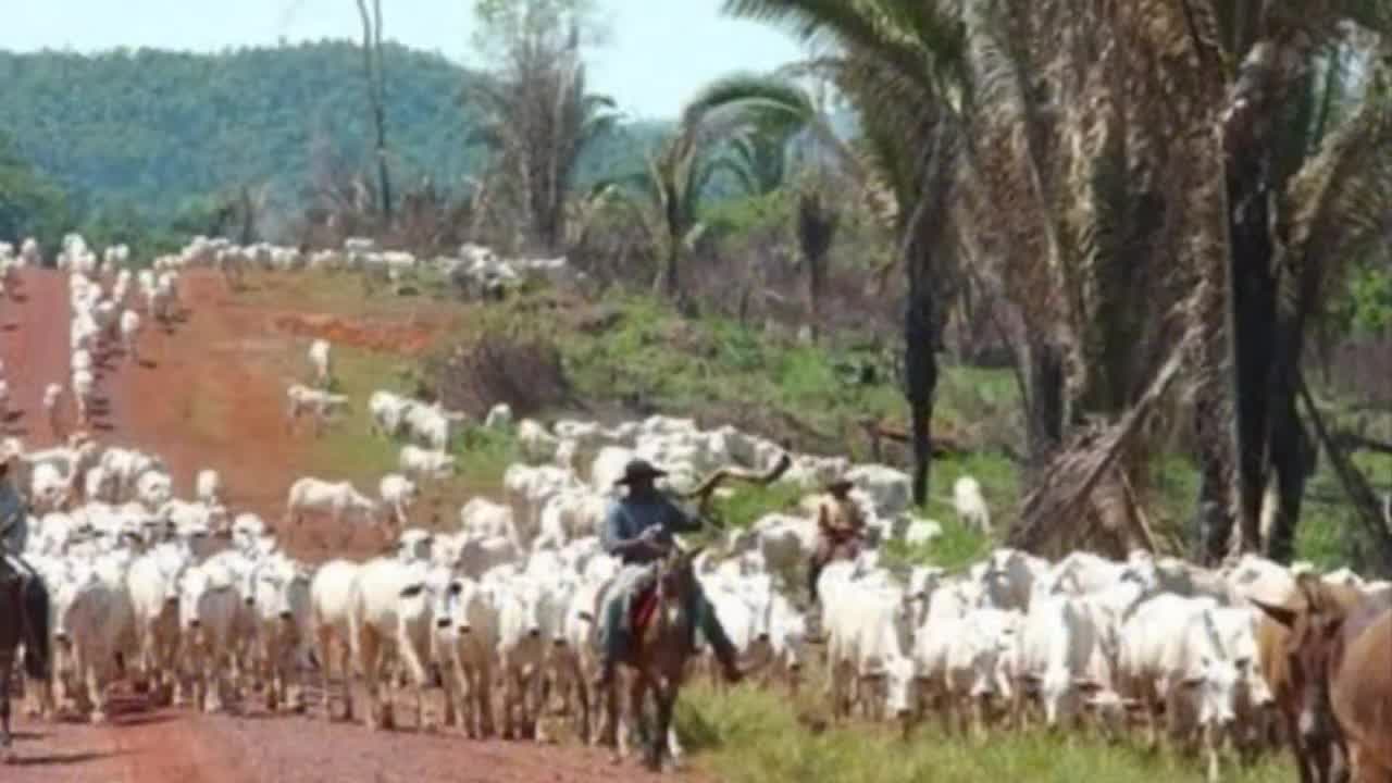 Sérgio Reis - Boiadeiro Errante